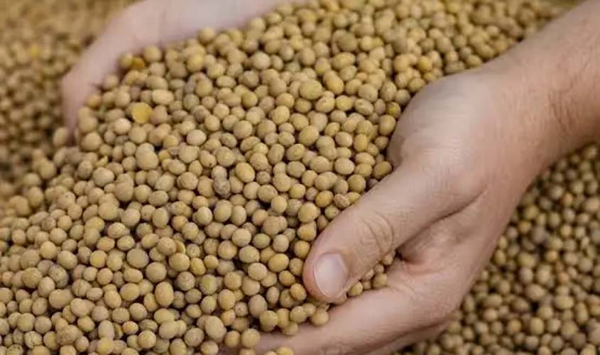 Soja e trigo: veja as cotações desta quarta-feira