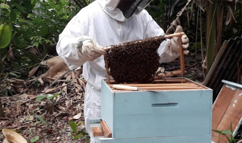 Semagric intensifica programa para incentivar produção de mel