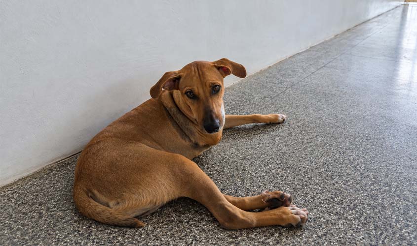 Chacabuco busca novo lar após atropelamento e amputação