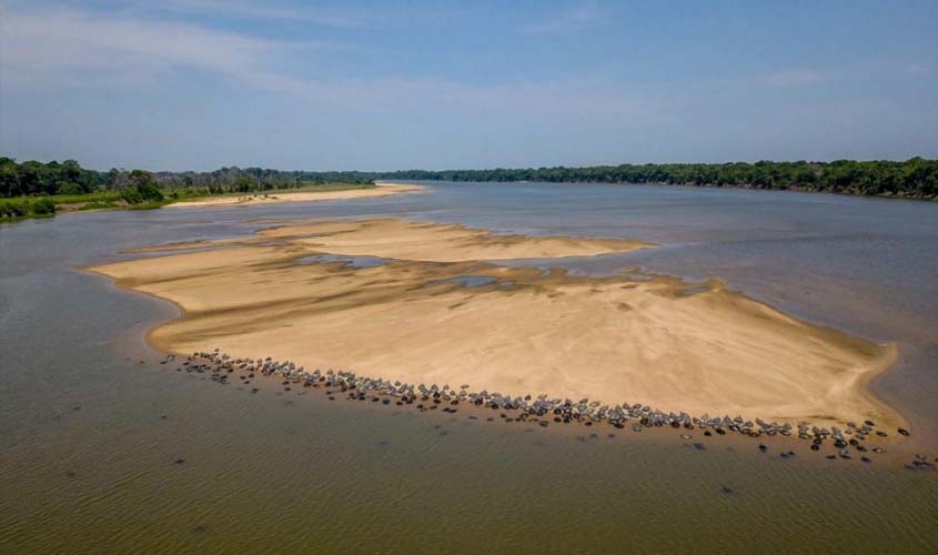 Energisa apoia proteção de tartarugas no Guaporé