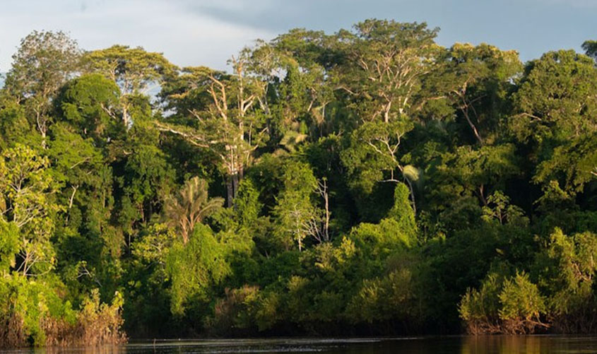Serviço Florestal Brasileiro - Direito de Resposta Extrajudicial