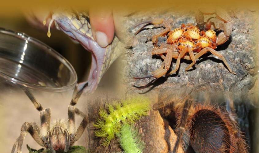 Agevisa alerta população sobre acidentes envolvendo animais peçonhentos no período chuvoso