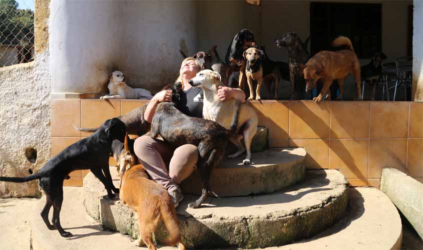 Pelo menos 25 projetos apresentados nesta legislatura visam à proteção dos animais