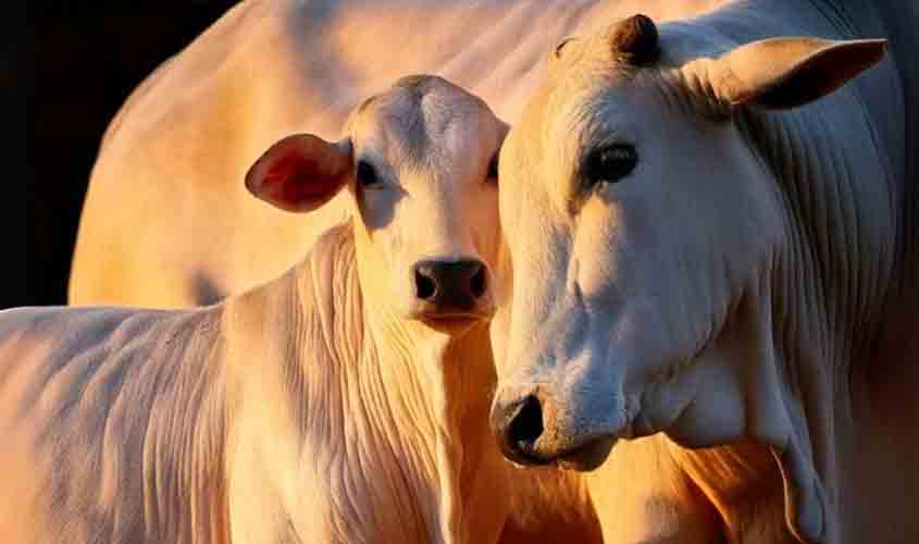MBPS propõe melhorias nas condições de bem-estar bovino na pecuária brasileira