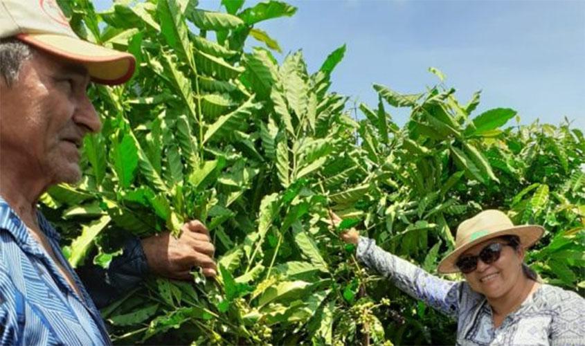 Espera safra de café com produtividade média cinco vezes maior
