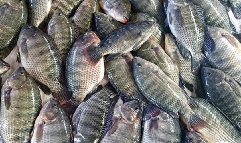 De 11 frigoríficos habilitados para exportar Peixe para China, dois são de Rondônia