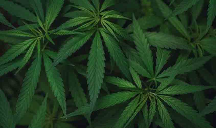 MPF concorda que paciente com epilepsia no Ceará cultive Cannabis para fins terapêuticos