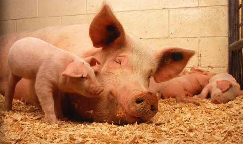 Campanha pede à BRF melhores condições para porcos e maior cuidado com a saúde humana
