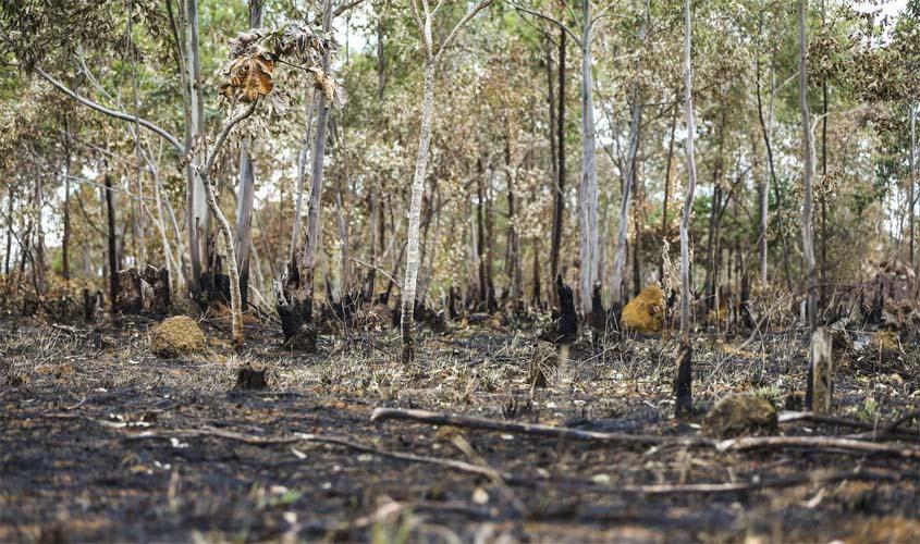 Inpe: desmatamento aumenta no Cerrado e cai na Amazônia