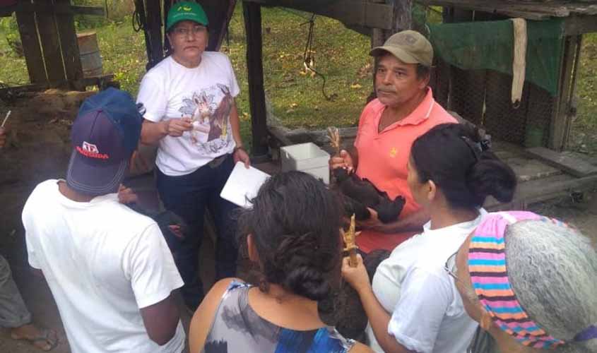 Agricultores de Theobroma aprendem boas práticas na criação de galinhas
