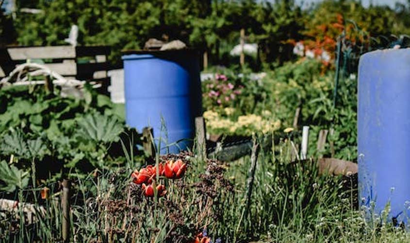 Noções básicas para quem deseja iniciar na jardinagem