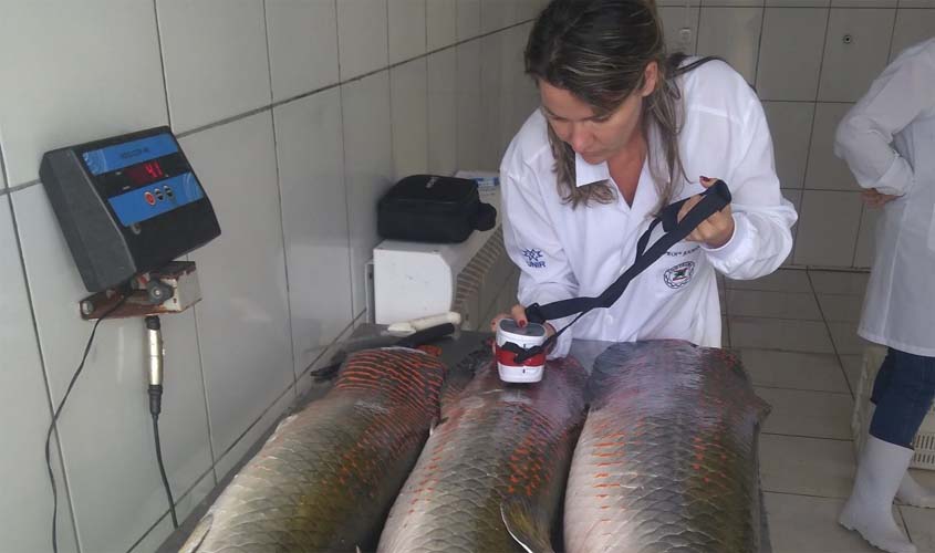 Investimentos de R$ 2,5 milhões em pesquisas ampliam mercado do pirarucu e tambaqui de Rondônia