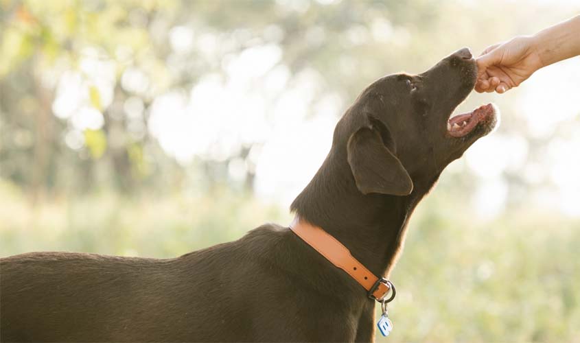 Saiba o que fazer caso desconfie que seu cachorro foi envenenado