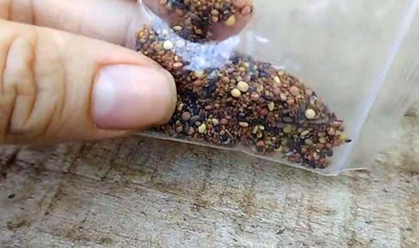 Sementes misteriosas entregues no Brasil têm fungos, ácaro e possíveis plantas daninhas