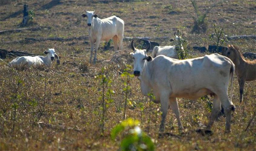 Projeto no Cerrado recupera área de 110 mil campos de futebol