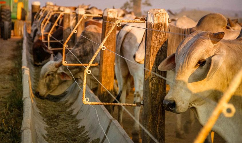 Rondônia é declarada área livre da febre aftosa sem vacinação