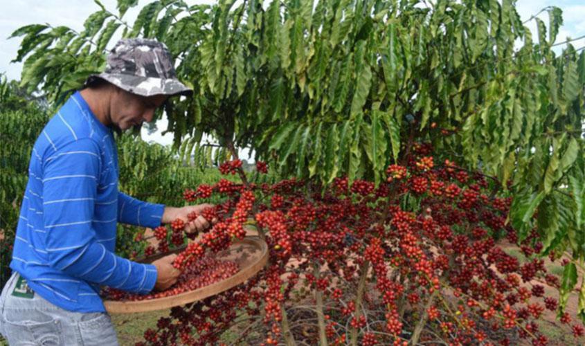 Consórcio Pesquisa Café executa projetos de pesquisa, desenvolvimento e inovação em atendimento às demandas do setor cafeeiro