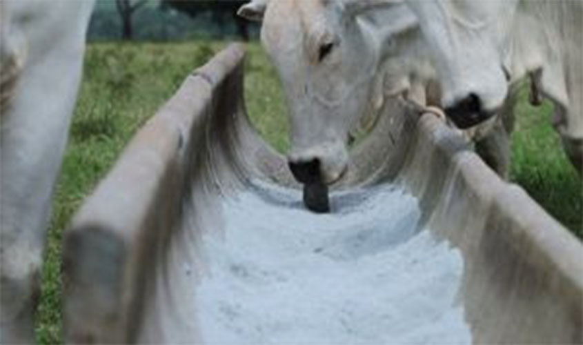 Produtores constatam rendimento de até 16% com suplemento aglomerado da Connan na época das águas