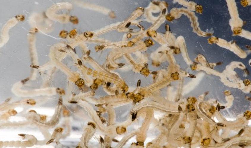 Apoio da população é fundamental para prevenir dengue, zika e chikungunya