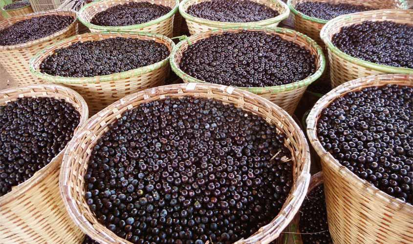 Vigilância Sanitária em Porto Velho alerta para cuidados ao comprar e consumir açaí