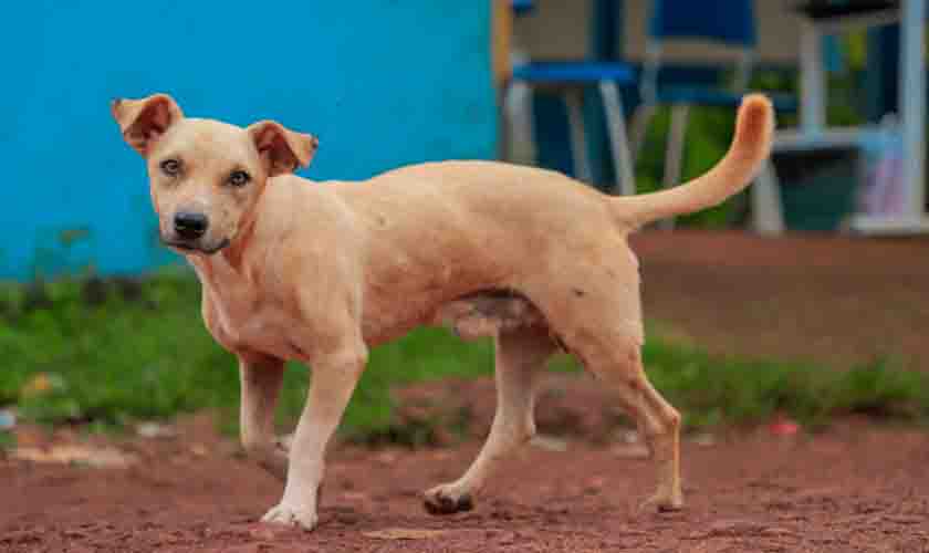 Ação itinerante leva vacinação antirrábica à Vila Princesa