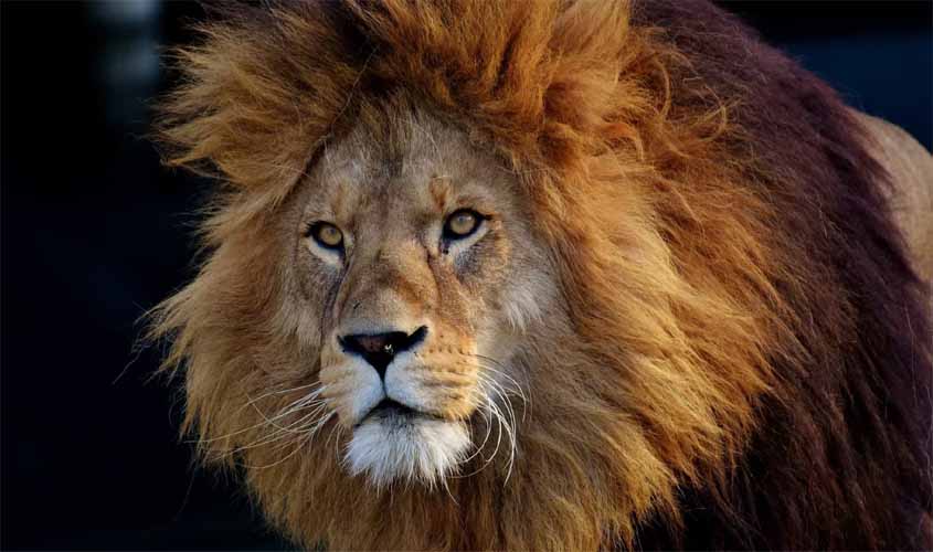 Receita recebe 254,9 mil declarações de Imposto de Renda nesta manhã