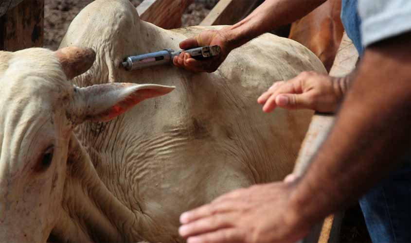 Agencia Idaron reforça mudança na vacinação contra a Brucelose em fêmeas entre 3 a 8 meses de idade
