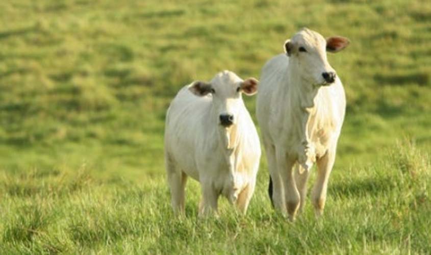 INDICADORES: preço do boi gordo inicia a terça-feira (07) sem sofrer alterações