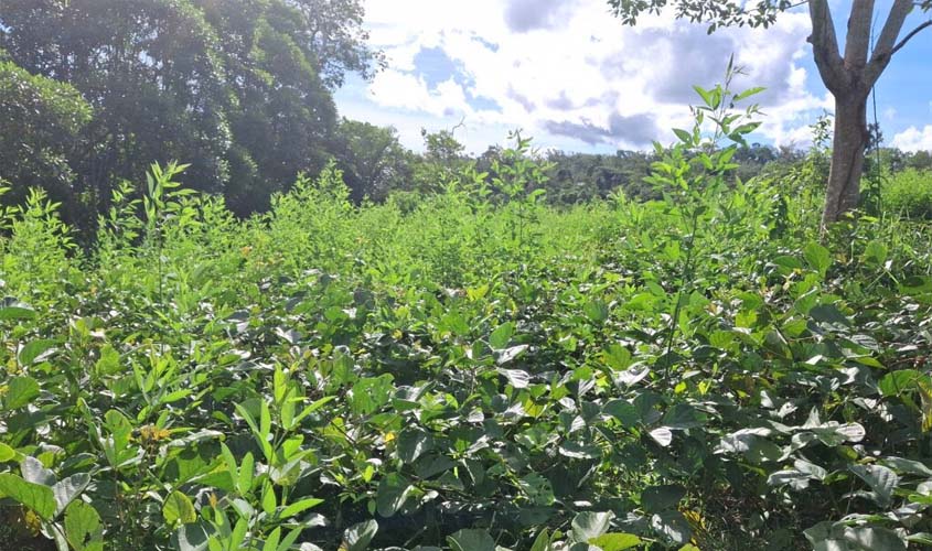 Abril Indígena: Aldeia Gamir recupera floresta em Rondônia
