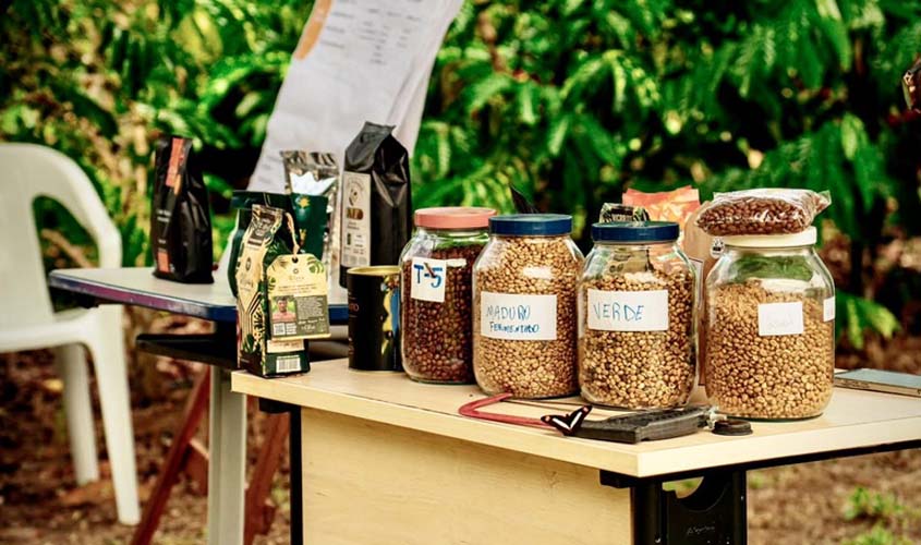 Funai apoia produção de café do povo Paiter Suruí em Rondônia