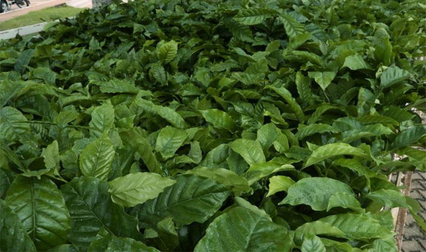 Governo lança edital para aquisição de três milhões de mudas de café