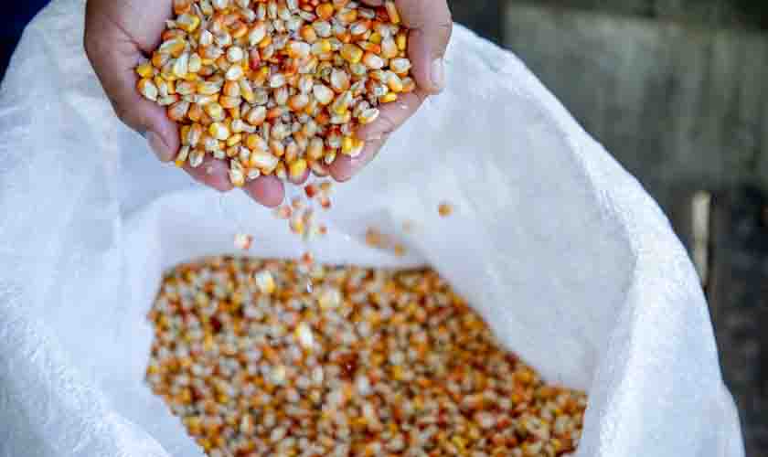 Rondônia espera aumento na produção do milho em 2021; previsão é de resultados satisfatórios na colheita
