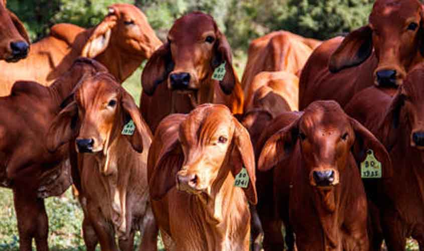Boi gordo registra alta no preço da arroba