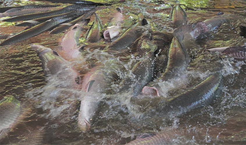 Pescadores profissionais podem pescar apenas para consumo familiar