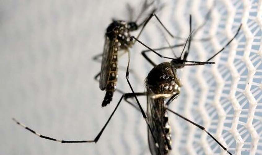 Dengue: Estados voltam a registrar circulação significativa do sorotipo 1