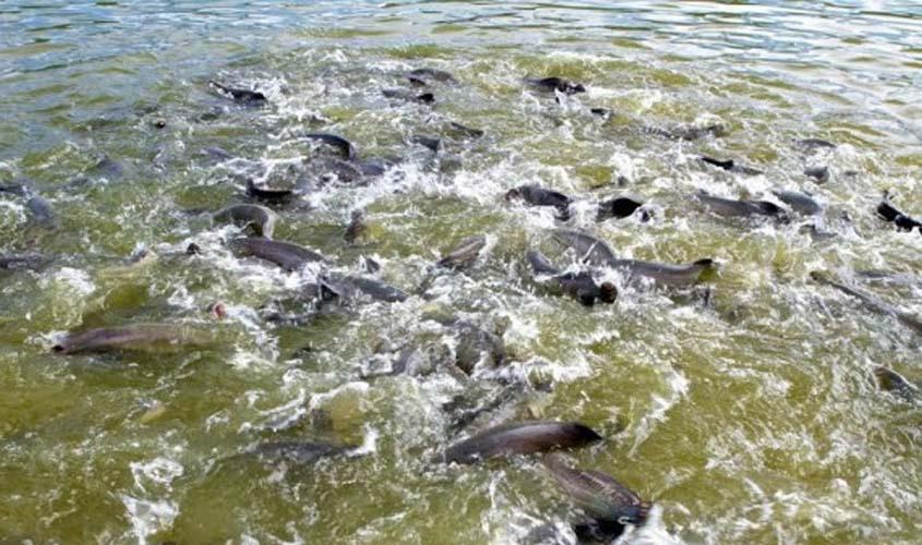 Pescado representa 3,27% do PIB de Rondônia e a maior produção da região Norte