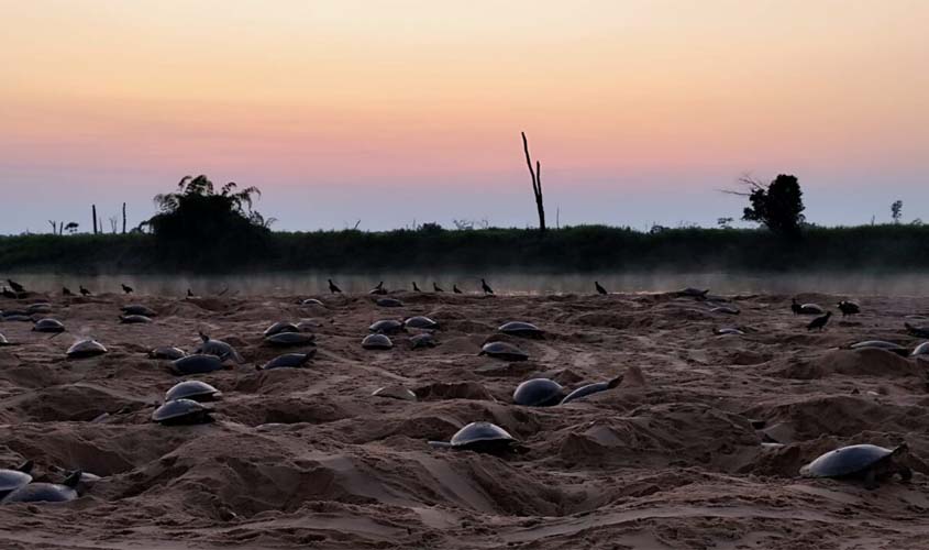 Monitoramento de tartarugas no Parque Corumbiara, em RO