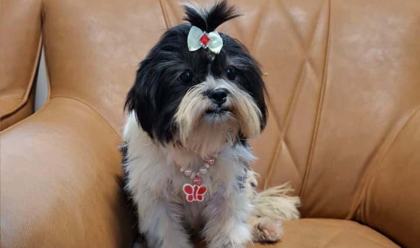 PF proíbe abusador de cães de manter animais sob sua guarda