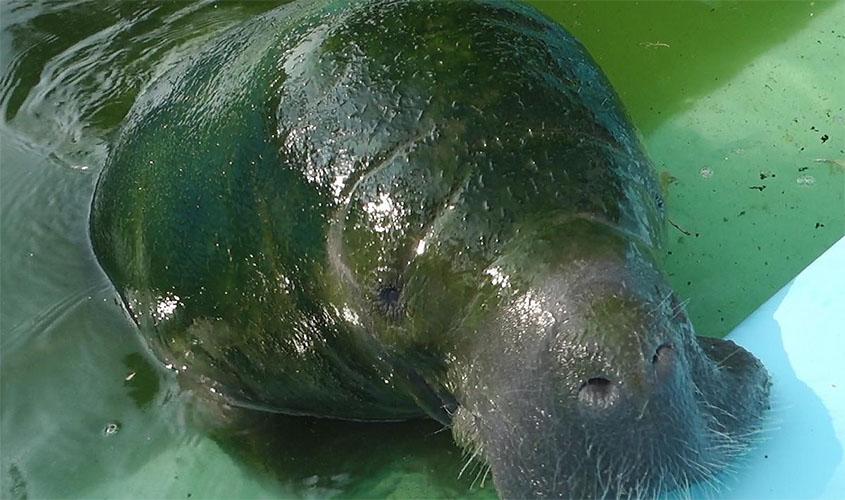 Ibama, ICMBio e Exército devolvem peixe-boi à natureza no Amapá