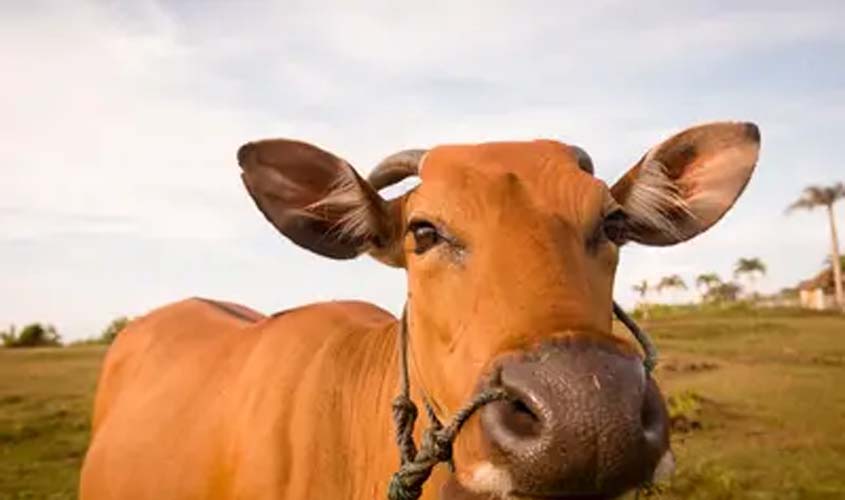 Boi gordo hoje: confira as cotações para esta sexta-feira (7)