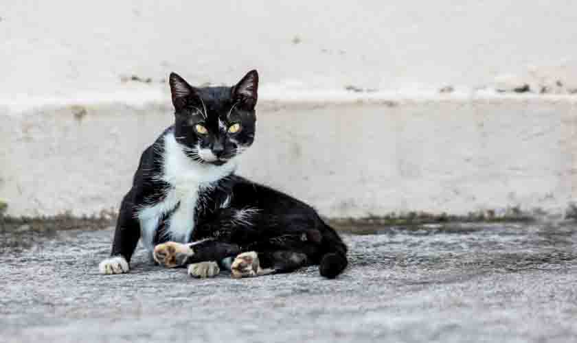Feira para adoção de cães e gatos acontece no sábado (11) em Porto Velho