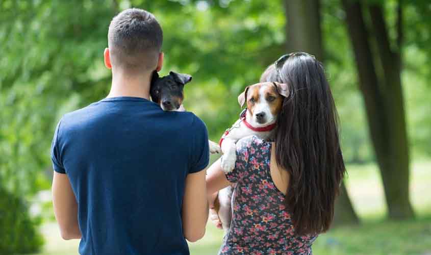 Guarda compartilhada de animais após separação será analisada na CCJ