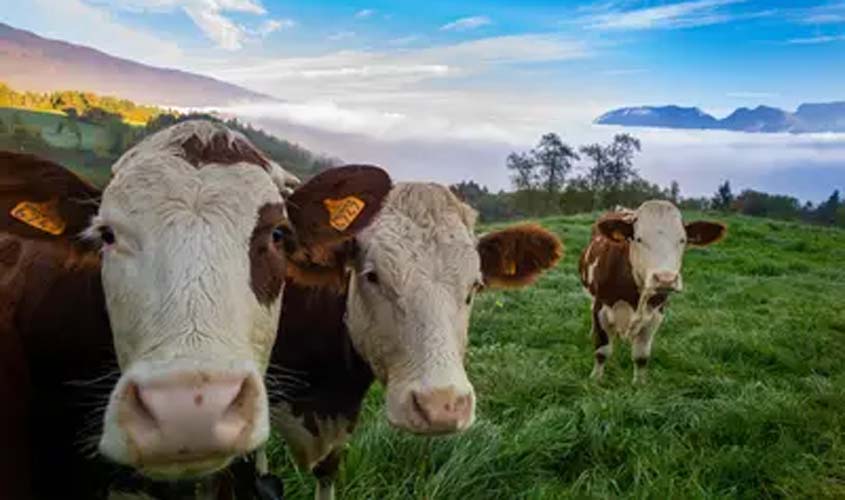 Boi gordo hoje: confira as cotações para quinta-feira (8)