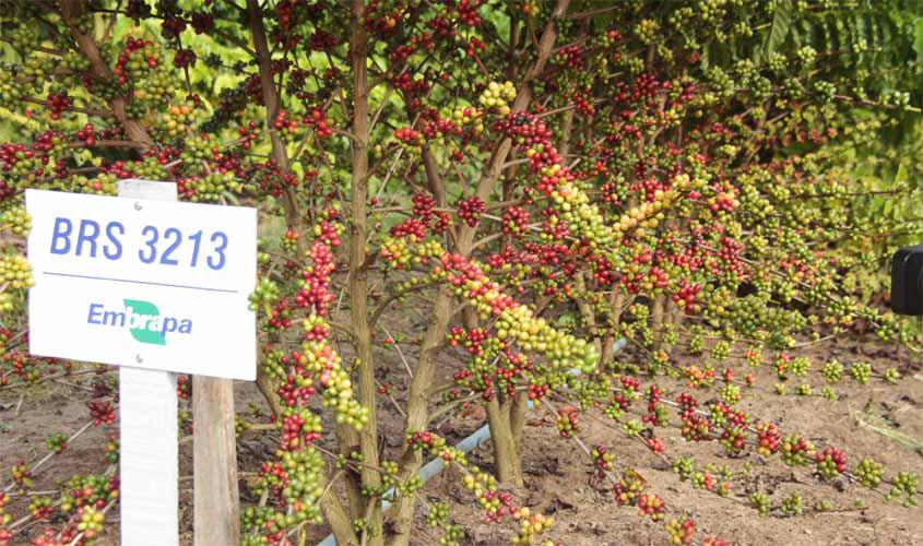 Fortalecimento do café por meio da qualidade do grão é foco de dia de campo