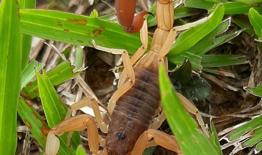 Acidentes com animais peçonhentos aumentam nos primeiros meses de 2023 na capital