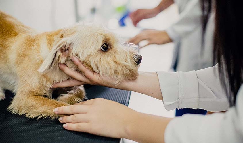 Exercício ilegal da medicina veterinária passa a ser crime