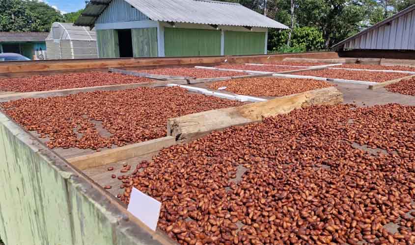Pesquisa científica fortalece produção de cacau e impulsiona agricultura familiar em Rondônia