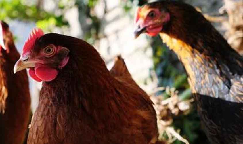 Gripe aviária: países retiram restrições de exportação à carne de aves brasileira