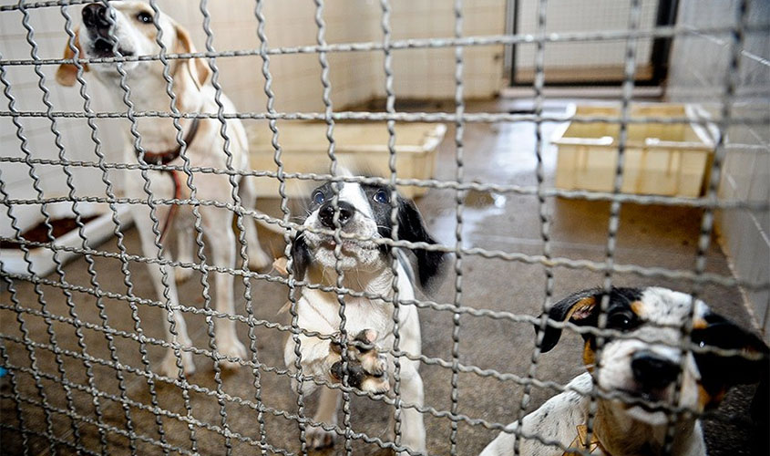 Senado pode votar na quarta pena de prisão para quem maltratar animais  