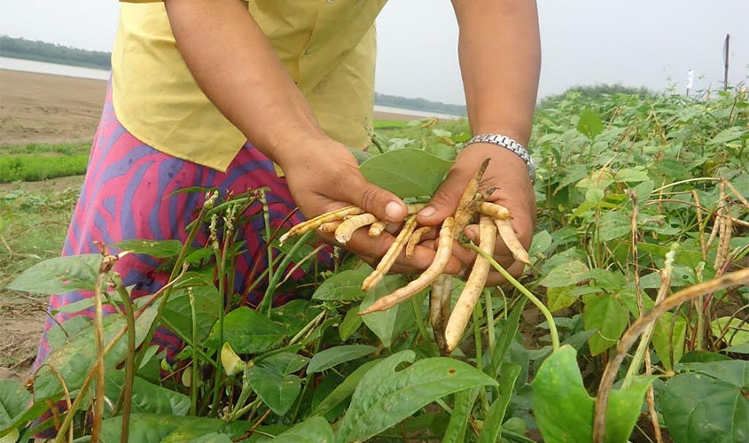 Artigo - Qual é a participação da agricultura familiar na produção de alimentos no Brasil e em Rondônia?